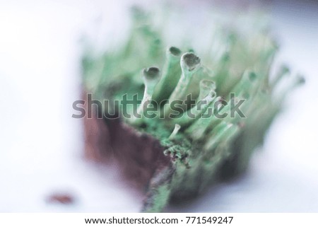 Similar – Image, Stock Photo asparagus Colour photo