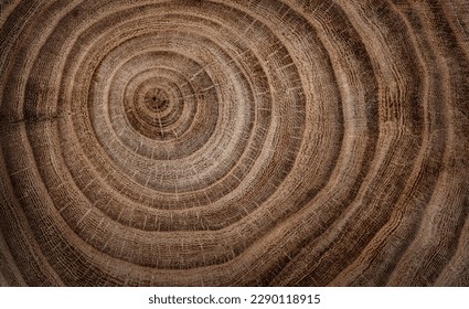 Stump of oak tree felled - section of the trunk with annual rings. Slice wood. Tree species oak. - Powered by Shutterstock