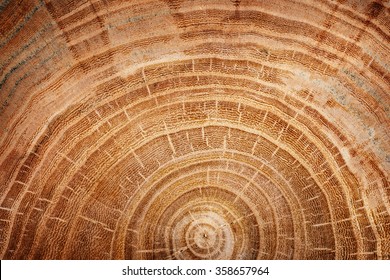 Stump Of Oak Tree Felled - Section Of The Trunk With Annual Rings 