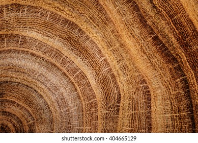 Stump Of Oak Tree Felled - Section Of The Trunk With Annual Rings