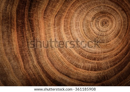 stump of oak tree felled - section of the trunk with annual rings 