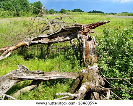 stump of the old oak