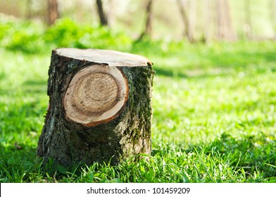 Stump On The Green Grass In The Forest