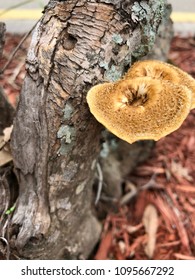 Stump and toadstools