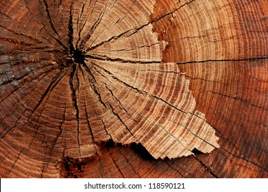 stump of tree felled - section of the trunk with annual rings