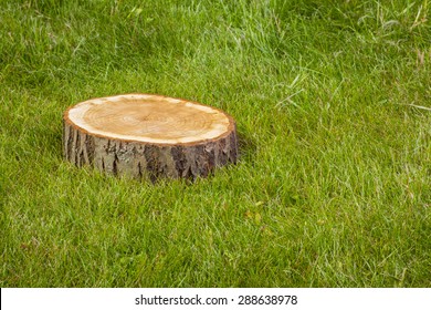 Stump Tree Plant On Green Grass Field