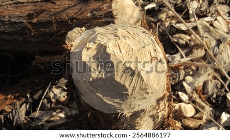 Similar – Foto Bild Von Bibern angenagter Baum, bestehend aus zwei Stämmen, inzwischen dürfte er liegen.