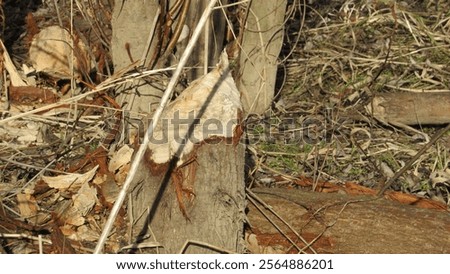 Similar – Foto Bild Von Bibern angenagter Baum, bestehend aus zwei Stämmen, inzwischen dürfte er liegen.