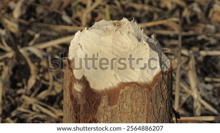 Similar – Foto Bild Von Bibern angenagter Baum, bestehend aus zwei Stämmen, inzwischen dürfte er liegen.