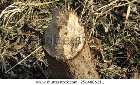 Similar – Foto Bild Von Bibern angenagter Baum, bestehend aus zwei Stämmen, inzwischen dürfte er liegen.