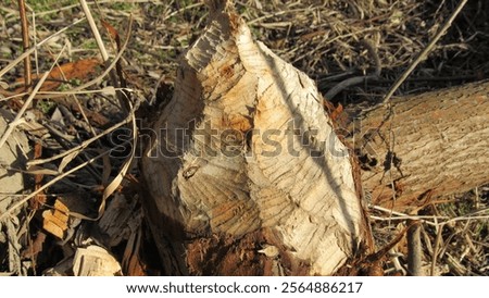 Similar – Foto Bild Von Bibern angenagter Baum, bestehend aus zwei Stämmen, inzwischen dürfte er liegen.