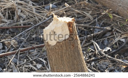 Similar – Foto Bild Von Bibern angenagter Baum, bestehend aus zwei Stämmen, inzwischen dürfte er liegen.