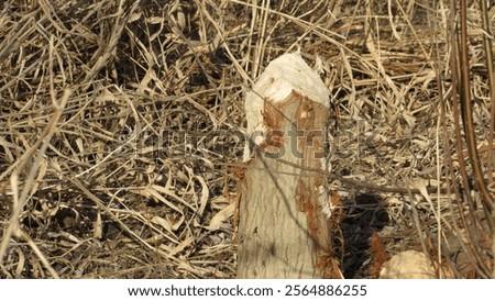 Similar – Foto Bild Von Bibern angenagter Baum, bestehend aus zwei Stämmen, inzwischen dürfte er liegen.