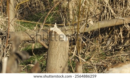 Similar – Foto Bild Von Bibern angenagter Baum, bestehend aus zwei Stämmen, inzwischen dürfte er liegen.