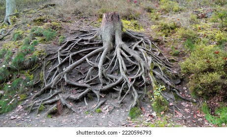 Stump With Unusual Roots. Giant Tree Roots In The Forest. Photo From The Forest.