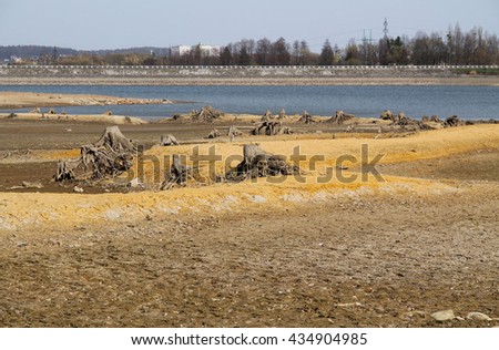 stumps of dead trees with revealed roots on the bottom of drying pond