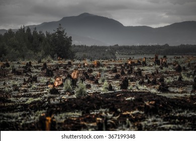 Stumps on the valley caused by deforestation and slash and burn type of agriculture of Madagascar
