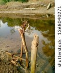 Stumps in a pool