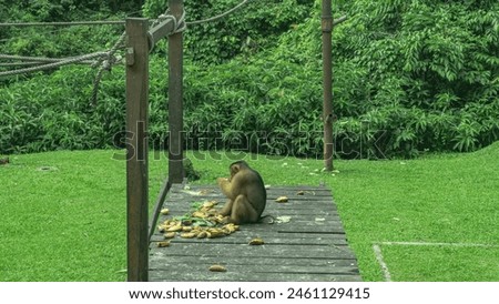 A stump-tailed Macaca arctoides feeds while sitting on a boardwalk. Fruits are laid out next to monkey. Ropes are stretched over the lawn. Tropical vegetation. Sepilok Orangutan Rehabilitation Centre