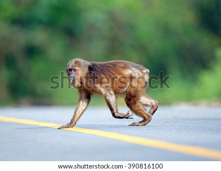 Stump-tailed Macaque