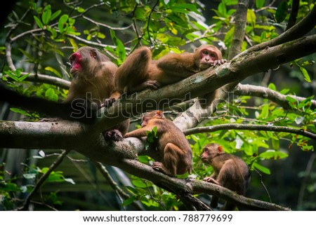 Stump-tailed macaque, Bear macaque