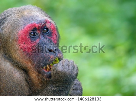  Stump-tailed macaque Bear macaque Macaca arctoides