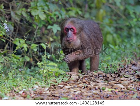  Stump-tailed macaque Bear macaque Macaca arctoides