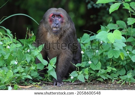 Stump-tailed macaque Bear macaque Macaca arctoides