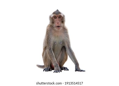 Stump-tailed Macaque Isolated On White Background