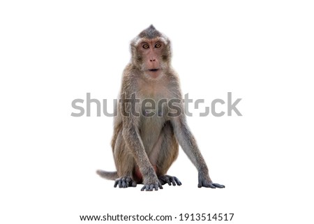 Stump-tailed macaque isolated on white background
