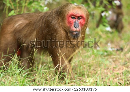 The stump-tailed macaque (Macaca arctoides), also called the bear macaque.It is primarily frugivorous, but eats many types of vegetation, such as seeds,leaves and roots, but also hunts freshwater crab
