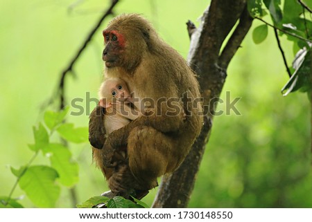 Stump-tailed Macaque (Macaca arctoides) Showing teeth at Kaeng Krachan National Park Phetchaburi, Thailand 