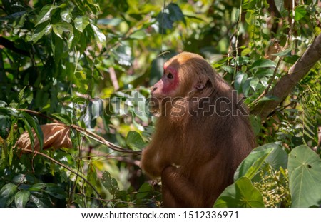 Stump-tailed macaque, (Macaca arctoides) in Thailand