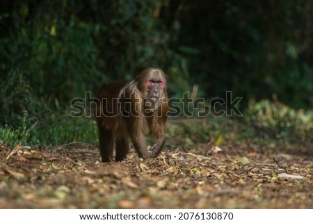 Stump-tailed macaque walk on the road in National Park