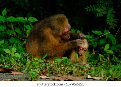 Stump-tailed Macaques Mother And Infant Grooming Behavior