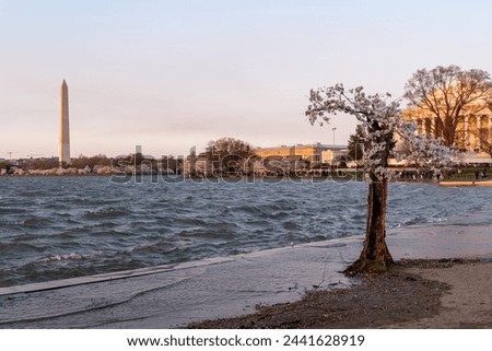Stumpy, the beloved cherry blossom tree at the tidal basin. The tree will be cut down to repair the seawall to prevent flooding