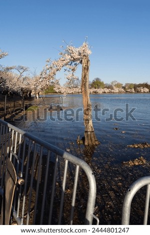 Stumpy, the famous cherry blossom tree slated for removal at the Tidal Basin, due to flooding and construction of a new seawall project, is gated off