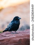 Stunning 4K Ultra HD Close-Up of Crow Sitting on Red Rock