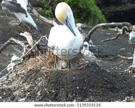 Stunning adult female gannet nesting on remote island, one foot protecting her only egg