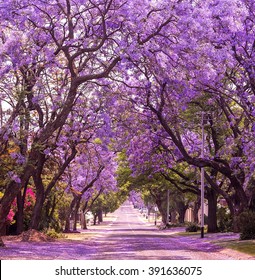 Stunning alley with wonderful violet vibrant jacaranda in bloom. Tenderness. Romantic style. Spring in South Africa. Pretoria. Artistic retouching. Ideal background for greeting card.