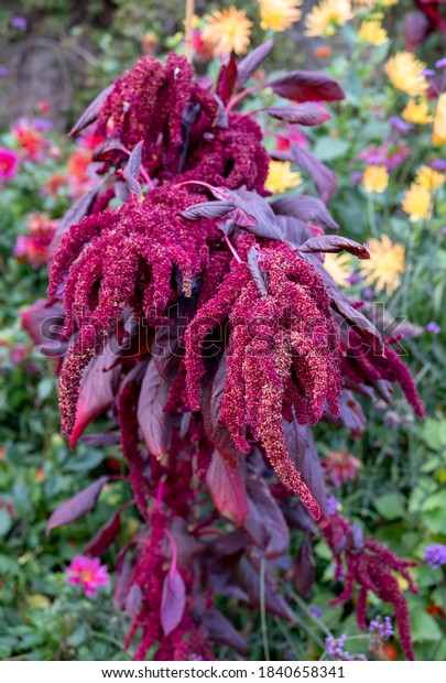 秋に咲く美しいアマランス植物 花は深紫 葉も紫 イギリスのウィルツシャーで撮影 の写真素材 今すぐ編集