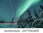 A stunning, aqua green display of northern lights seen in winter time, snowy season with snow covered trees and landscape in north Canada during Aurora Borealis viewing along the Alaska Highway