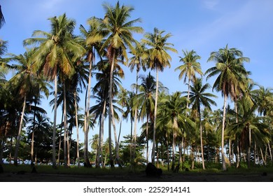 stunning array of coconut trees - Shutterstock ID 2252914141