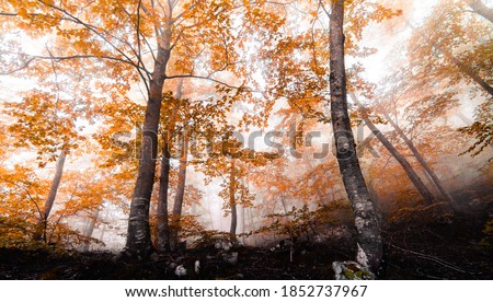 Stunning autumn landscape with orange, red and yellow leaved beech trees. Beech forest with fog in fall season. Montseny natural park, Osona, Vallés, Girona, Barcelona, Catalonia, Spain.
