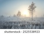 Stunning autumn sunrise landscape with birch tree on a foggy meadow and rime ice on the grass.