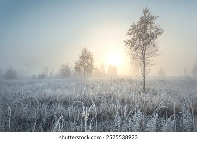 Stunning autumn sunrise landscape with birch tree on a foggy meadow and rime ice on the grass. - Powered by Shutterstock