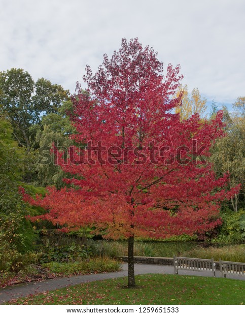 Stunning Autumnal Colours of a Sweet Gum Tree\
(Liquidambar styraciflua \'Worplesdon\') by a Lake in a garden in\
Rural Devon, England,\
UK