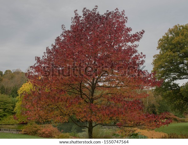Stunning Autumnal Colours of a Sweet Gum Tree\
(Liquidambar styraciflua \'Worplesdon\') by a Lake with a White Sky\
Background in a Park