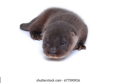 Stunning Baby River Otter Isolated On White