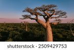 Stunning baobab trees rise majestically in Baobab Alley, Madagascar during the golden hour